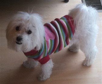 maltese-dog-in-sweater